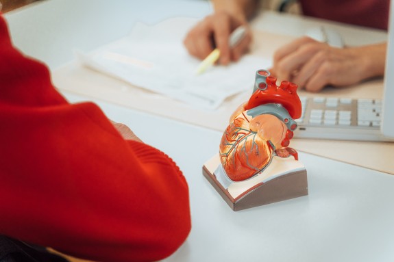 Nahansicht eines Herzmodells auf Hr. Bices Schreibtisch