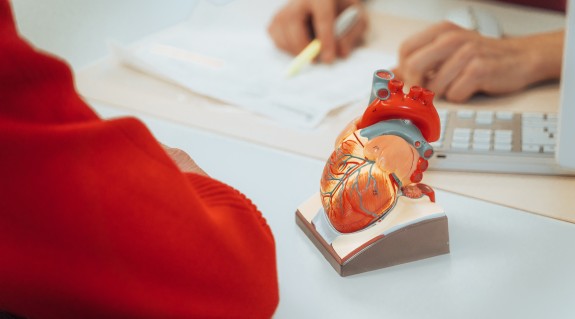 Nahansicht eines Herzmodells auf Hr. Bices Schreibtisch