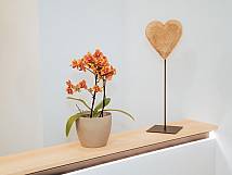 Ansicht einer Topfpflanze und Dekoration auf der Anmeldetheke